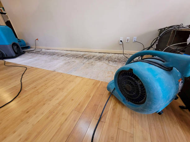 Professional Water Damage Repair technician working in Seville, FL
